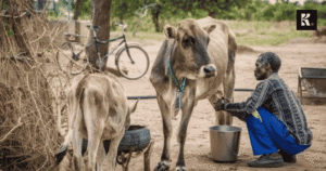 the truth about red meat & dairy industry in sri lanka knews