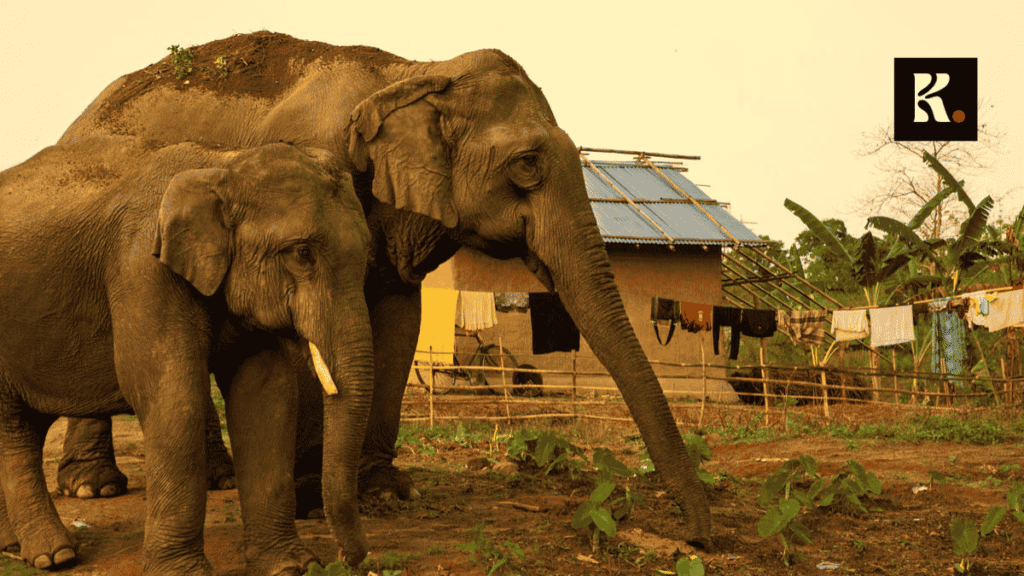 elephant human conflict srilanka knews