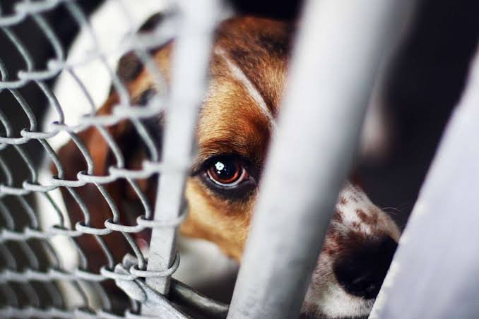 dog rights