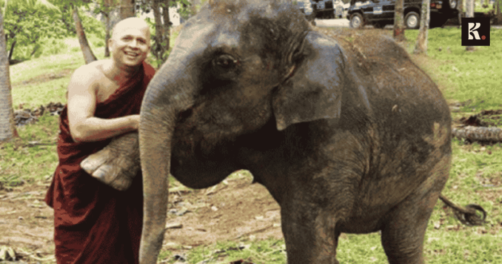 sri lanka illegal elephant racket investigation 2 knews