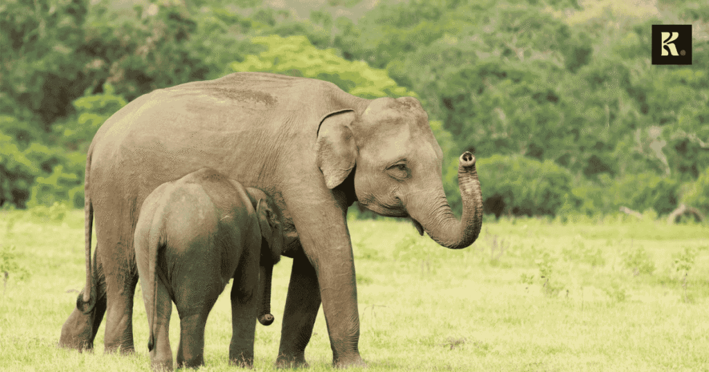 sri lanka illegal elephant racket investigation 3 knews