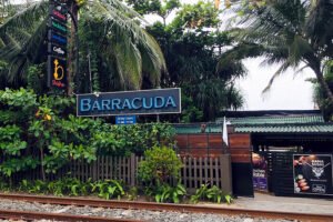 barracuda web